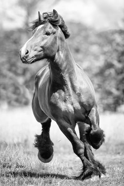 Trekpaarden TW3 - Poster - Ton van der Weerden - 70 x 100 cm