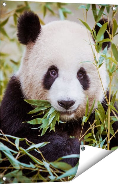 Gards Tuinposter Panda Eet Planten - 60x80 cm - Tuindoek - Tuindecoratie - Wanddecoratie buiten - Tuinschilderij