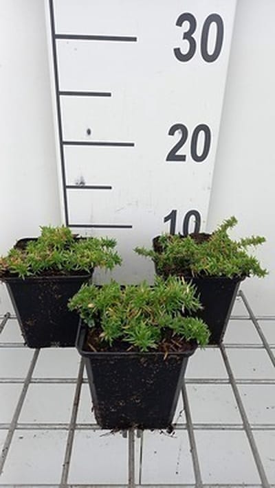 6x Vlambloem - Phlox (d) 'Red Admiral' | 9x9 cm pot