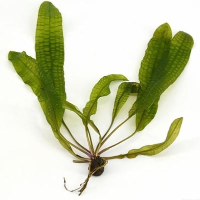 Moerings Aponogeton Boivinianus | Bolplant | Los