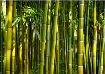 Fotobehangkoning - Behang - Vliesbehang - Fotobehang Bamboe - Oriental Garden - 300 x 210 cm