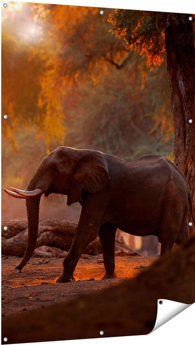 Gards Tuinposter Olifant in het Bos - 100x150 cm - Tuindoek - Tuindecoratie - Wanddecoratie buiten - Tuinschilderij