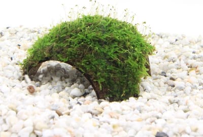 Moerings 3-gaats cocosnoot met javamos Waterplant