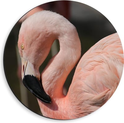 Dibond Wandcirkel - Flamingo met Gebogen Nek - 40x40cm Foto op Aluminium Wandcirkel (met ophangsysteem)