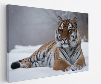 Saammp Canvas Schilderij - Tijger in de sneeuw - Natuur - Dieren - 45x30 - Foto op canvas - Wanddecoratie - muurdecoratie Woonkamer - Slaapkamer decoratie - Canvas Print