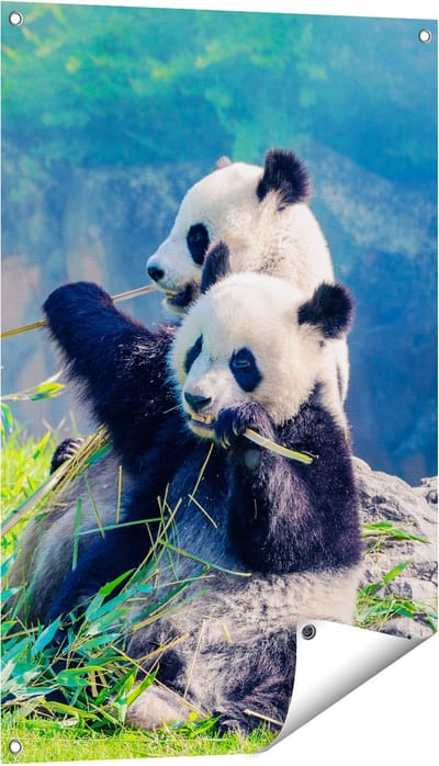 Gards Tuinposter Twee Panda's Eten Bamboe Riet - 60x90 cm - Tuindoek - Tuindecoratie - Wanddecoratie buiten - Tuinschilderij