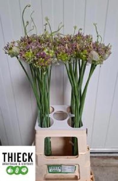 10x Allium green drops 70cm