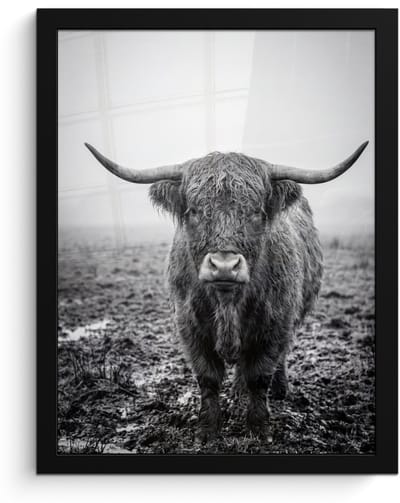 Poster in lijst - Fotolijst 30x40 cm - Posters - Schotse hooglander - Zwart - Wit - Gras - Posterlijst zwart - Decoratie - Wanddecoratie woonkamer - Muurdecoratie slaapkamer