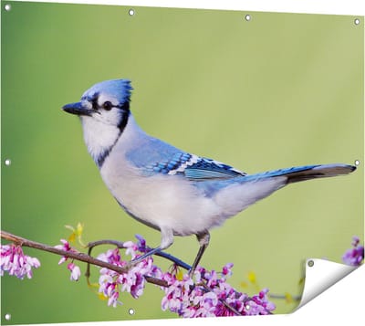 Gards Tuinposter Blauwe Gaai Vogel op een Tak - Kleur - 120x90 cm - Tuindoek - Tuindecoratie - Wanddecoratie buiten - Tuinschilderij
