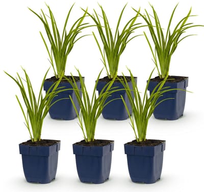 Green boutiQ - Vasteplant - Hemerocallis Autumn Red - Daglelie - Bijen en Vlinderlokkers - Rood - 6 Planten - Pot 11cm - Hoogte 15-25cm