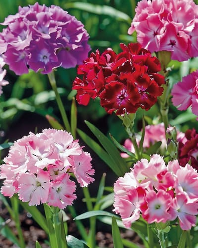 2 sets - Duizendschoon Zaden Dianthus Barbatus Tweejarig Dubbelbloemig Gemengd