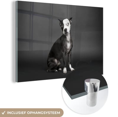 MuchoWow® Glasschilderij 120x80 cm - Schilderij acrylglas - Hond - Vlek - Portret - Foto op glas - Schilderijen