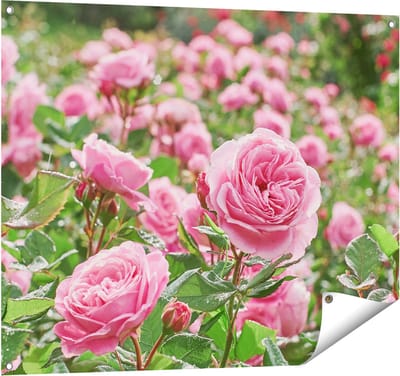 Gards Tuinposter Roze Rozen Bloemenveld - 100x80 cm - Tuindoek - Tuindecoratie - Wanddecoratie buiten - Tuinschilderij