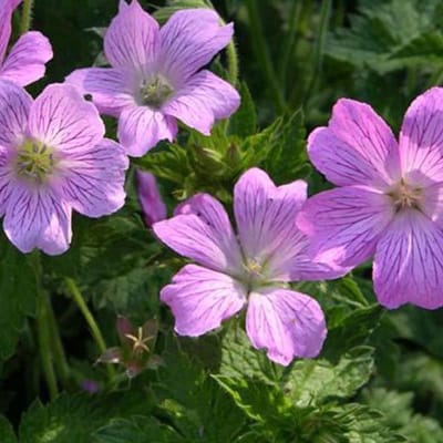 6 x Geranium Oxonianum 'Claridge Druce' - Ooievaarsbek pot 9x9cm - Lange bloei, roze bloemen