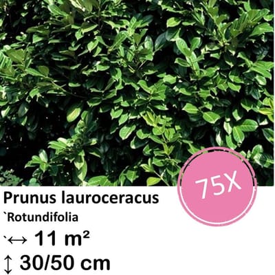Green Harmony| Prunus lauroceracus `Rotundifolia`- 30-50cm - kale wortel