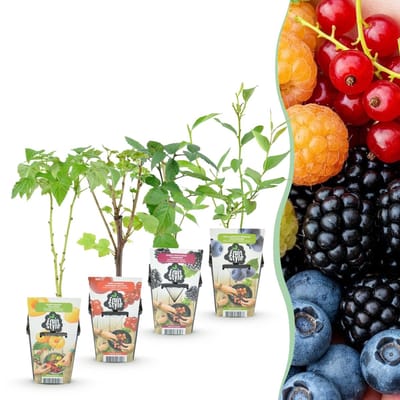 Green boutiQ - Fruitplanten - Rainbow - Rode Bes - Gele Framboos - Zwarte Braam - Blauwe Bes - Winterhard - 4 Planten - Pot 9cm