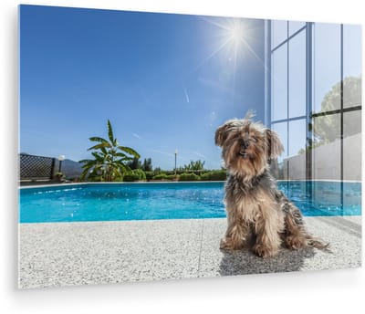® Glasschilderij 180x120 cm - Schilderij acrylglas - Yorkshire Terrier bij een zwembad op een zonnige dag - Foto op glas - Muurdecoratie woonkamer - Wanddecoratie slaapkamer - Schilderijen