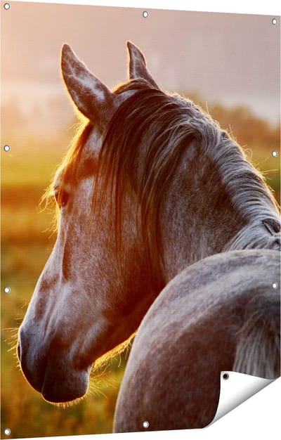 Gards Tuinposter Paard in de Weide tijdens Zonsondergang - 90x120 cm - Tuindoek - Tuindecoratie - Wanddecoratie buiten - Tuinschilderij