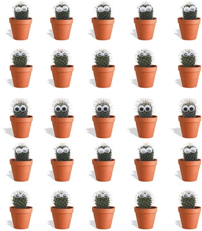 DutchLeafs Cactus met Ogen Mix in Terracotta Bloempot - 20 Stuks - Kwekerspot 5,5 cm - Hoogte 8-15 cm - Mini Cactussen - Kamerplanten