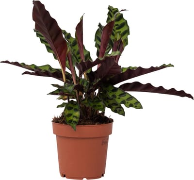 Plant in a Box - Calathea Insignis - Marantaceae - Kamerplant - Pot 12cm - Hoogte 30-40cm
