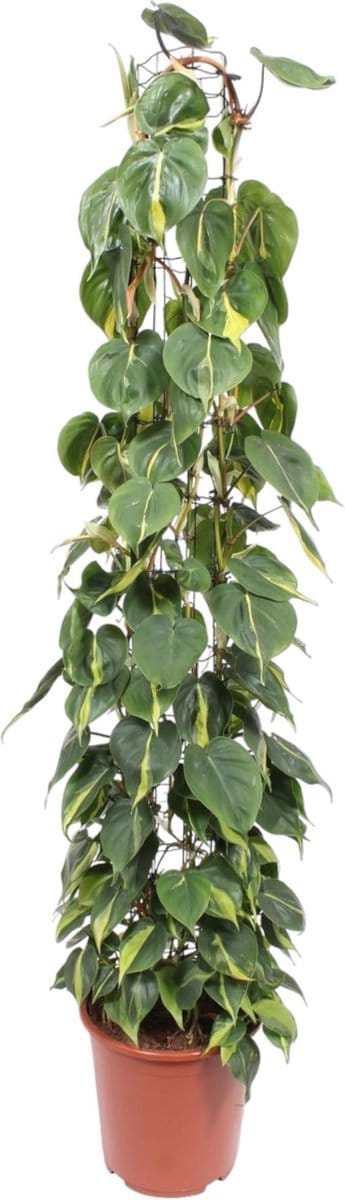 Kamerplant Philodendron Scandens Brasil op gaasrek, 1.6 meter hoog, 27 cm potdiameter