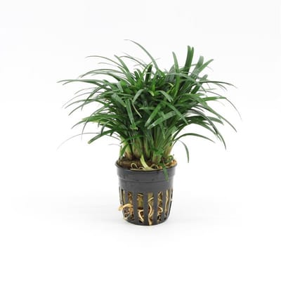 Moerings Ophiopogon Japonica Pussilus in 5 cm pot