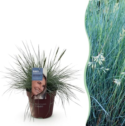 Plantenboetiek.nl | Siergrassen - Festuca glauca Intense Blue - Blauw - Groenblijvend - Winterhard - Ø17cm - 40-50cm hoog - Tuinplant