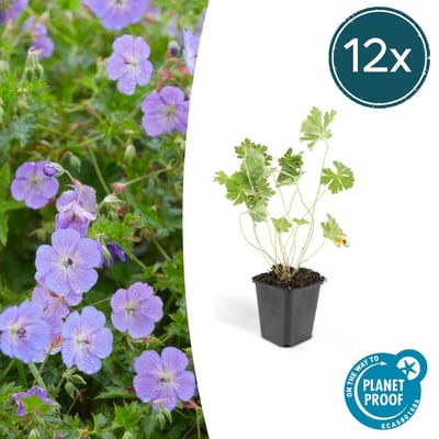 12 Stuks Ooievaarsbek, Lilakleurige Bloemen van mei tot ver in het najaar! Geranium Rozanne - 10-25cm - Ø9cm