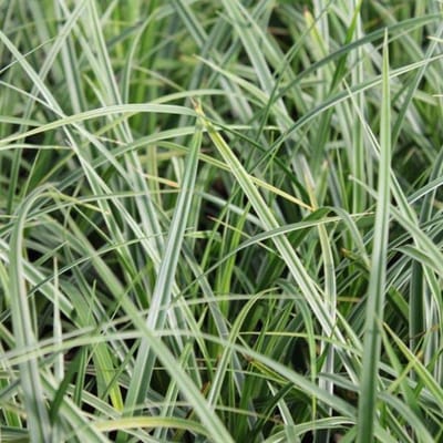 6 x Carex Morrowii 'Ice Dance' - Zegge pot 9x9cm - Levendige Contrasten in de Tuin