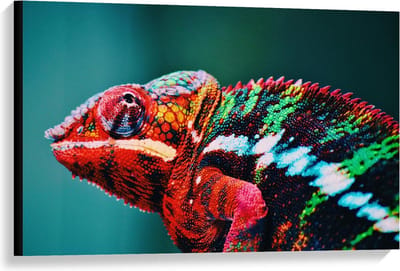 Canvas  - Roodkleurige Kameleon  - 90x60cm Foto op Canvas Schilderij (Wanddecoratie op Canvas)