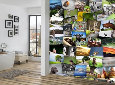 DIY fotobehang - Platteland - Dieren - Groen - 1Wall - Muurstickers - Creatief Fotobehang - Plak hoe je wil - 27 x37 cm