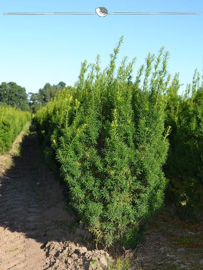 Venijnboom Taxus media Hicksii 140-160 cm, 5x Haagplant