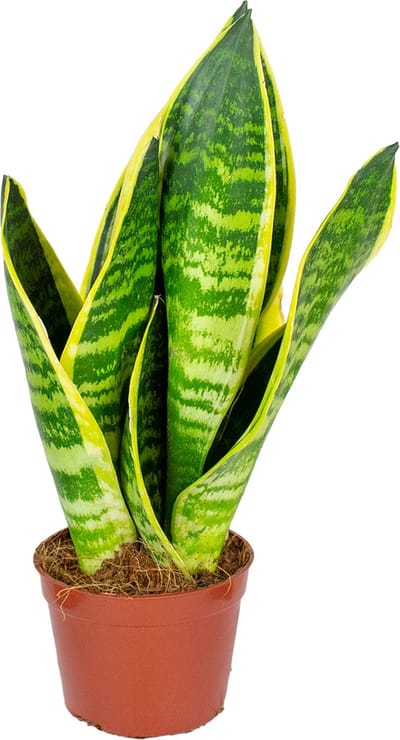 Bloomique - Sansevieria Superba - Vrouwentong - Kamerplanten - Luchtzuiverend - Zeer Gemakkelijk te Verzorgen - Hoogte 10-20 cm - Pot 9 cm