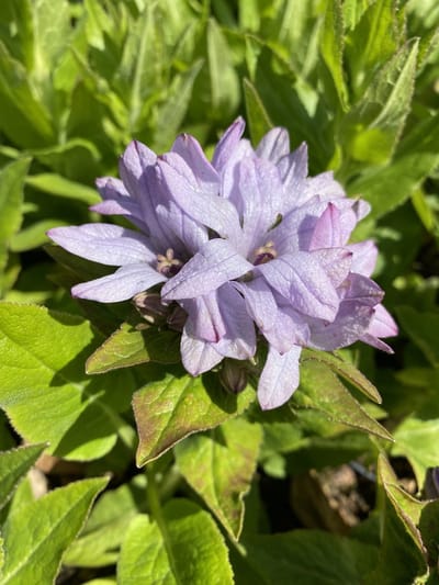 6 x Campanula gl. 'Carolina' - Klokjesbloem - P9 Pot (9 x 9cm) - Dima Vaste Planten