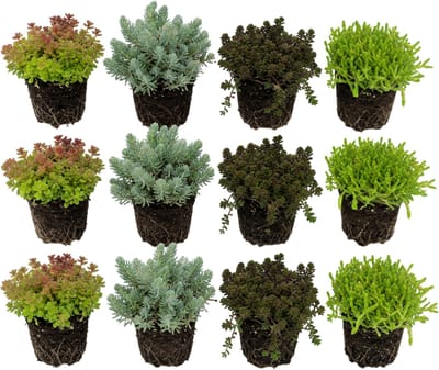 vdvelde.com - Sedum Vetkruid Gemengd 12 Stuks P9 - Rotsplanten Mix Vijverrand - Bodembedekker Winterhard - Bijenplant Droogteresistent Rotstuin