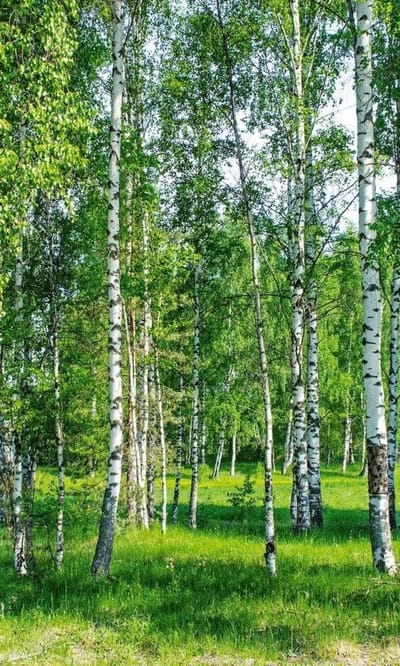 Fotobehang - Birch Grow 150x250cm - Vliesbehang