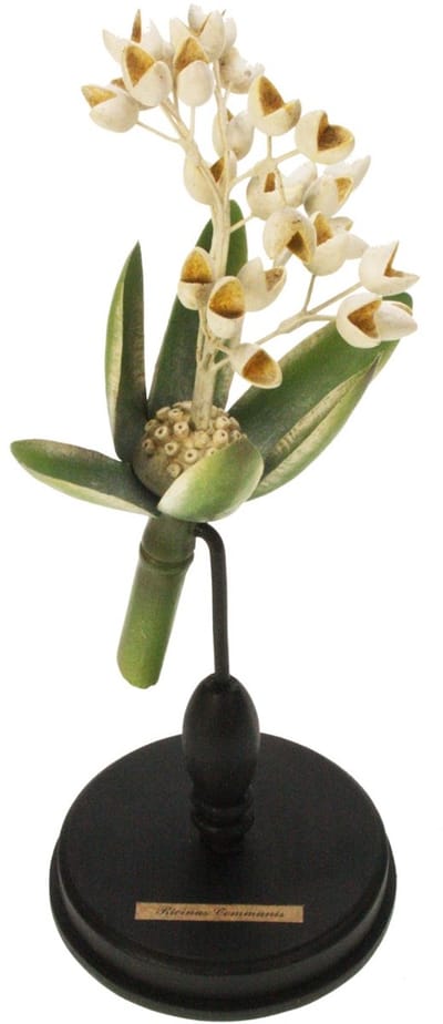 Botanische bloem Wonderboom op voet creme Ø13x34,5cm