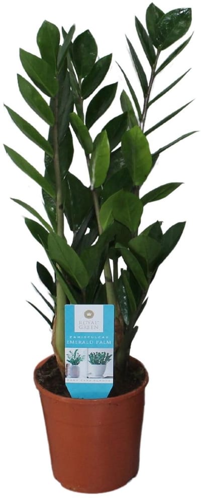 Plantenboetiek.nl | Zamioculcas Zamiifolia - Ø14cm - 45-55cm hoog - Kamerplant - Groenblijvend