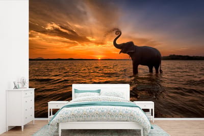 Behang - Fotobehang Olifant - Zee - Dieren - Zonsondergang - Oranje - Breedte 420 cm x hoogte 280 cm