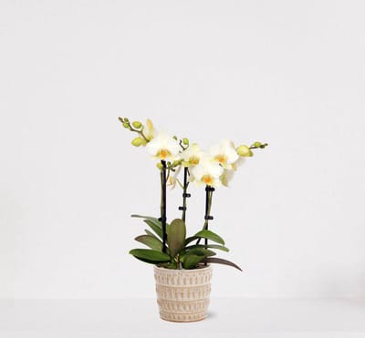 Phalaenopsis Multiflora wit in sierpot Feline – bloeiende witte Orchidee – kamerplant - 40-55cm - Ø13 – geleverd met plantenpot – vers uit de kwekerij