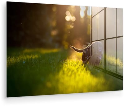 ® Glasschilderij 180x120 cm - Schilderij acrylglas - Prachtige zonnestralen over een zwarte puppy - Foto op glas - Muurdecoratie woonkamer - Wanddecoratie slaapkamer - Schilderijen