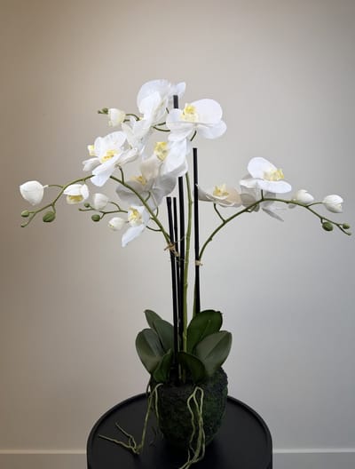 Kunst Orchidee op kluit