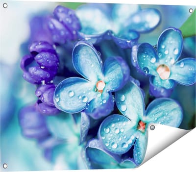 Gards Tuinposter Blauwe Lila Bloemen - Seringen - 80x60 cm - Tuindoek - Tuindecoratie - Wanddecoratie buiten - Tuinschilderij