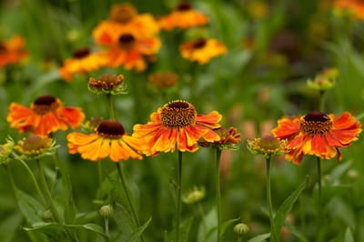Zonnekruid (Helenium) - Sahin's Early Flowerer - Snijbloemen - bloeit in Juni / Juli / September