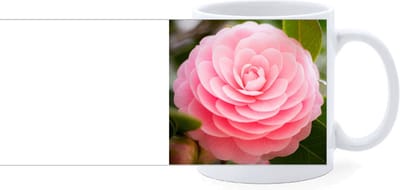 Beker - Japanse Roos - Roze - Camellia Japonica