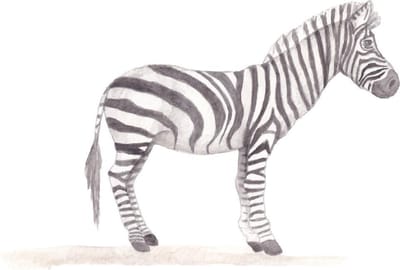 Zebra muursticker