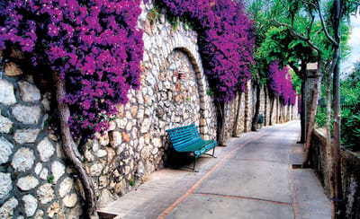 Violet Photomural, wallcovering