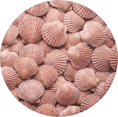 Badmat rond 70x70 cm - Antislip - Schelpen - Patroon - Roze - Badmatten voor badkamer - Badkamermat - Douchemat - Ronde badkamer mat