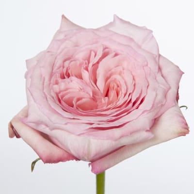24x Rosa o'hara 50cm