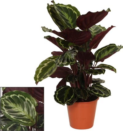 Plantenboetiek.nl | Calathea Medaillon - Ø19cm - 65-75cm hoog - Kamerplant - Groenblijvend